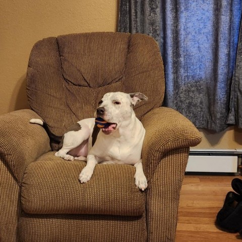 Lynch/Duke, an adoptable Terrier in Benton City, WA, 99320 | Photo Image 4