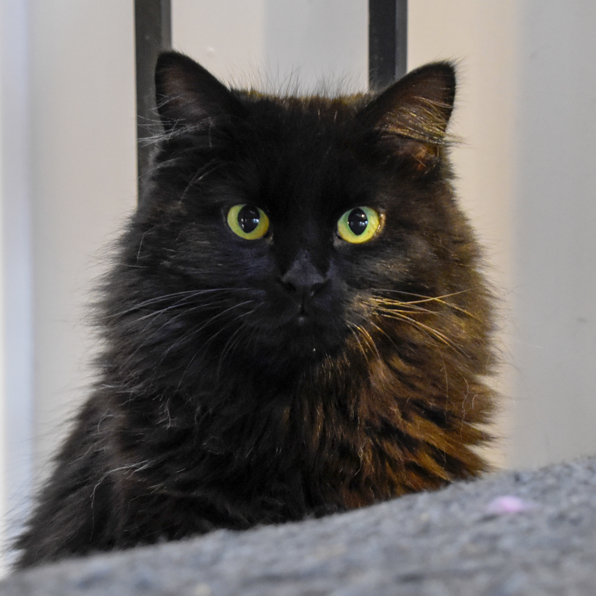 Leela, an adoptable Domestic Long Hair in Santa Fe, NM, 87501 | Photo Image 1