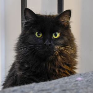 Leela, Adult Female Domestic Long Hair