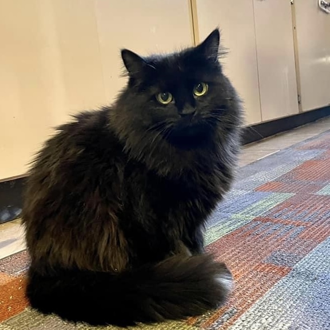 Leela, an adoptable Domestic Long Hair in Santa Fe, NM, 87501 | Photo Image 2