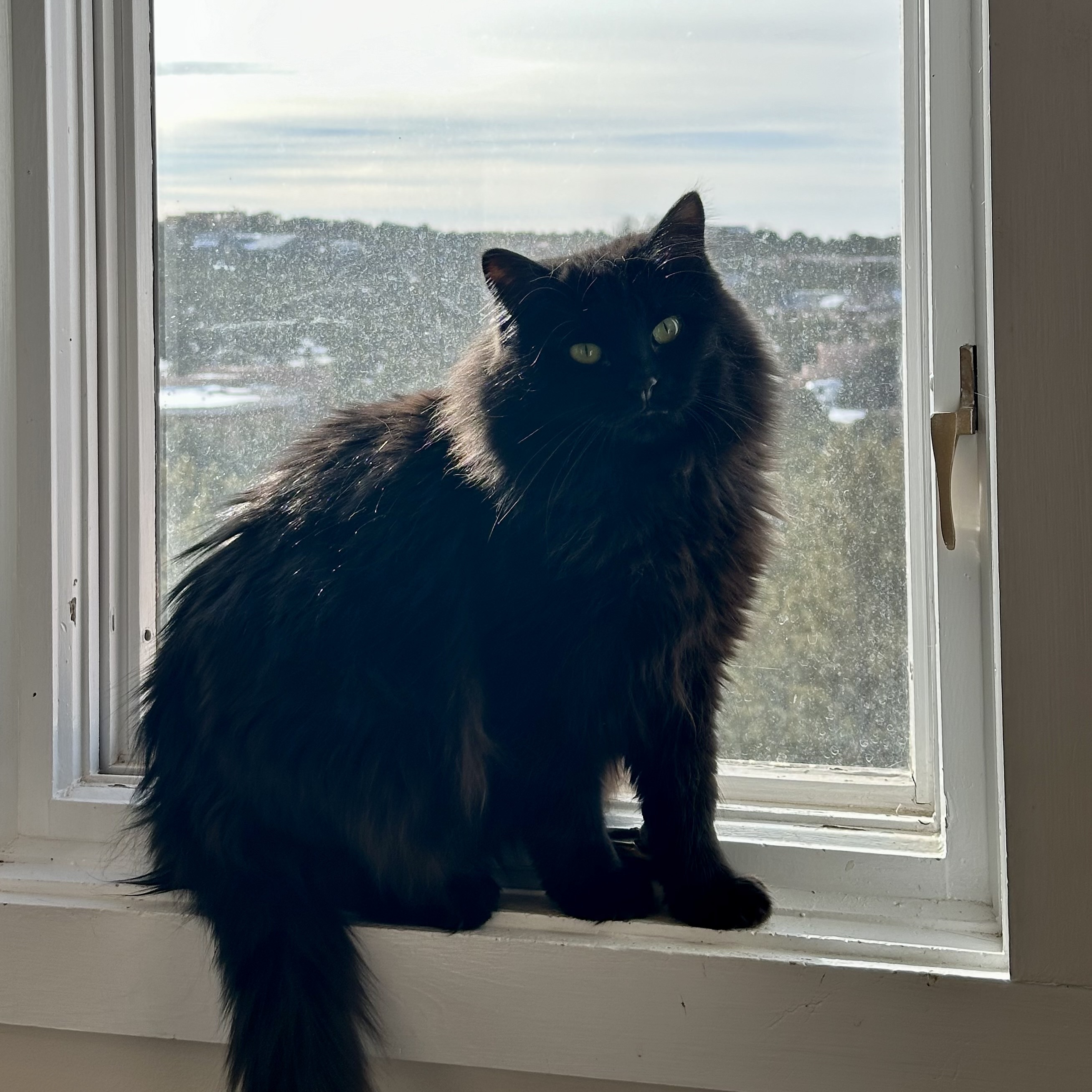 Leela, an adoptable Domestic Long Hair in Santa Fe, NM, 87501 | Photo Image 3