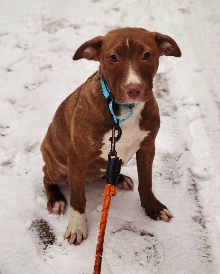 Carmella (ADOPTED!), an adopted Pit Bull Terrier & Boxer Mix in Chicago, IL_image-3
