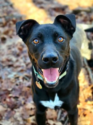 Wilder pitbull outlet kennels