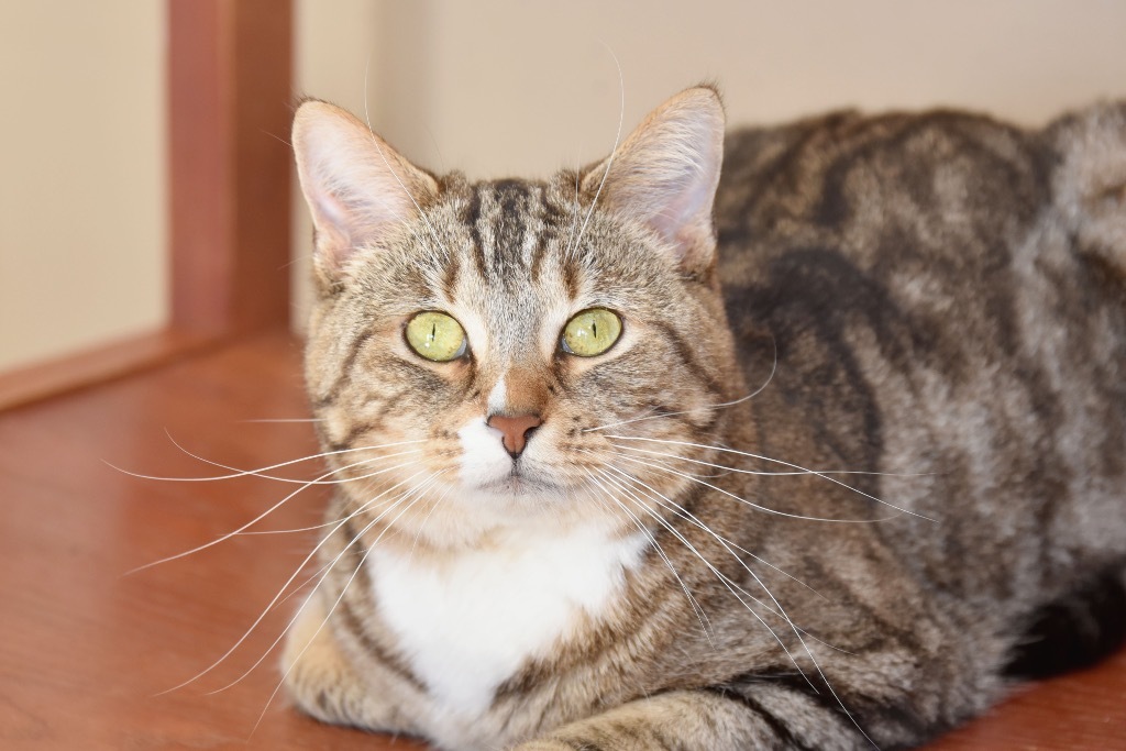 St. Sicily, an adoptable Domestic Short Hair in West Union, OH, 45693 | Photo Image 1