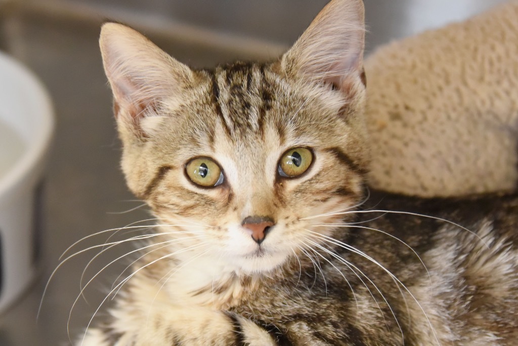 St. Sicily, an adoptable Domestic Short Hair in West Union, OH, 45693 | Photo Image 3