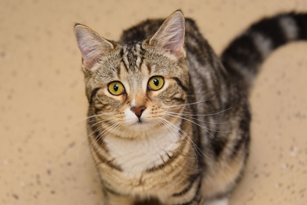 St. Sicily, an adoptable Domestic Short Hair in West Union, OH, 45693 | Photo Image 4