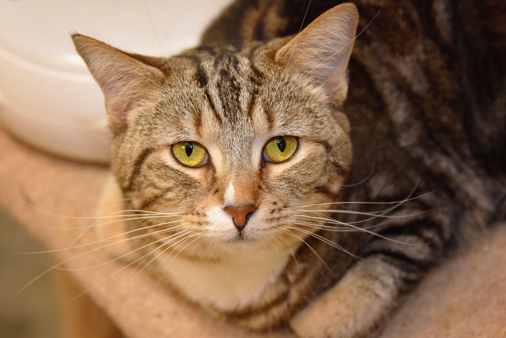 St. Sicily, an adoptable Domestic Short Hair in West Union, OH, 45693 | Photo Image 5