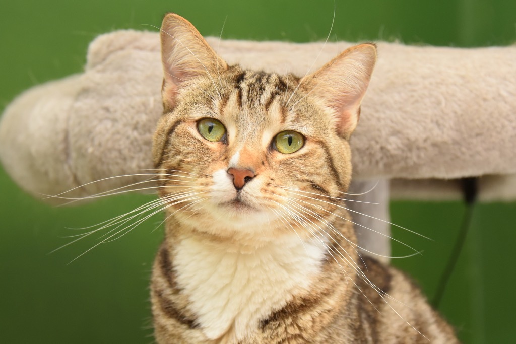 St. Sicily, an adoptable Domestic Short Hair in West Union, OH, 45693 | Photo Image 6