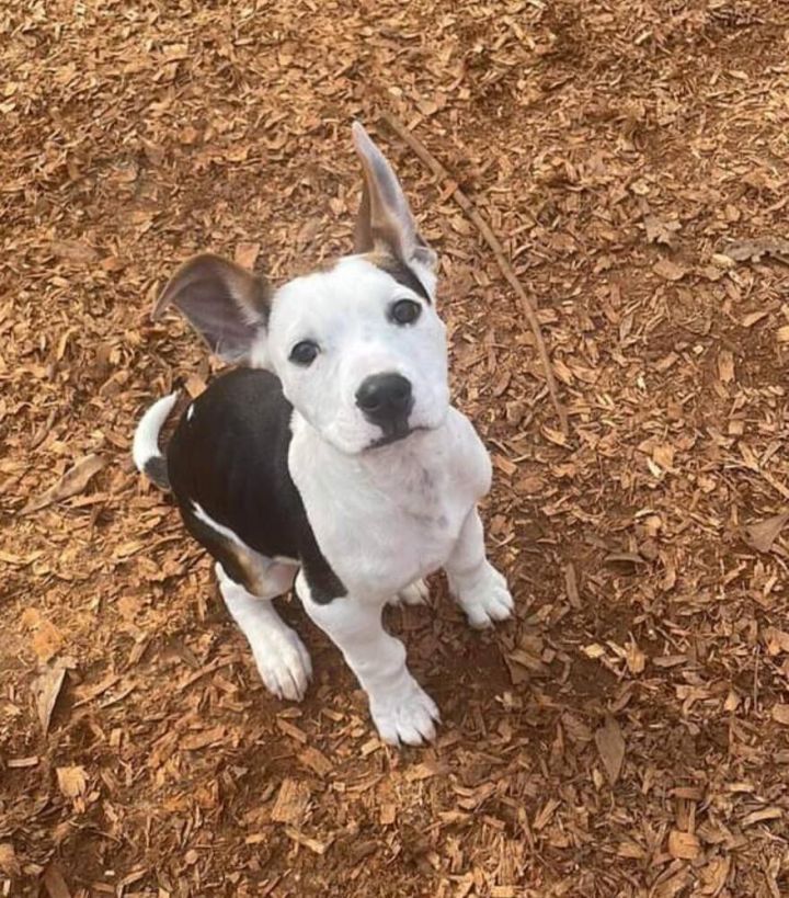 Eddie, an adoptable Beagle in Troy, AL_image-1