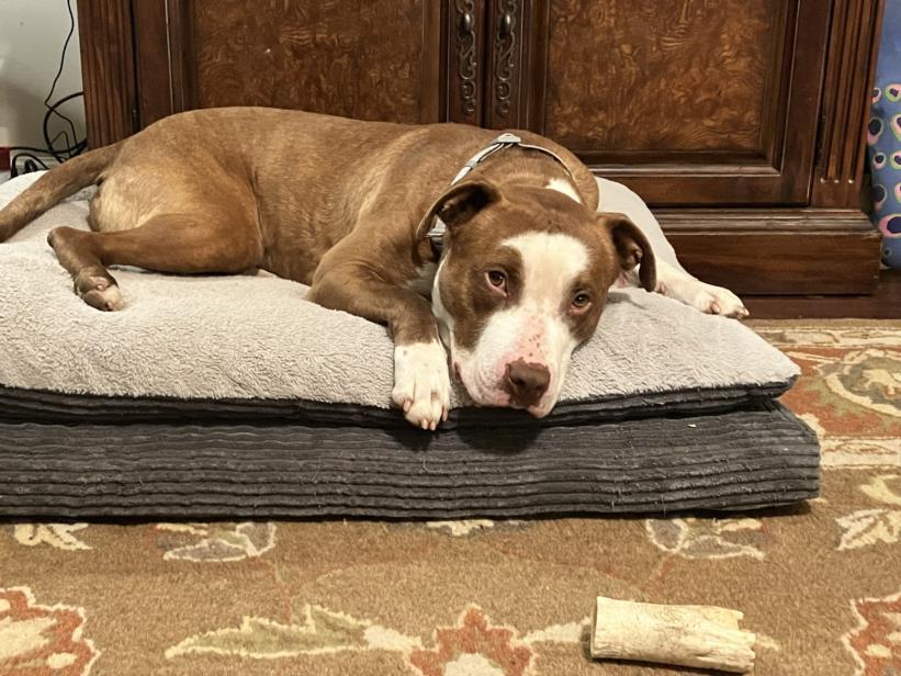 Dog for adoption - CHARLIE, a Pit Bull Terrier in Charlotte, NC | Petfinder