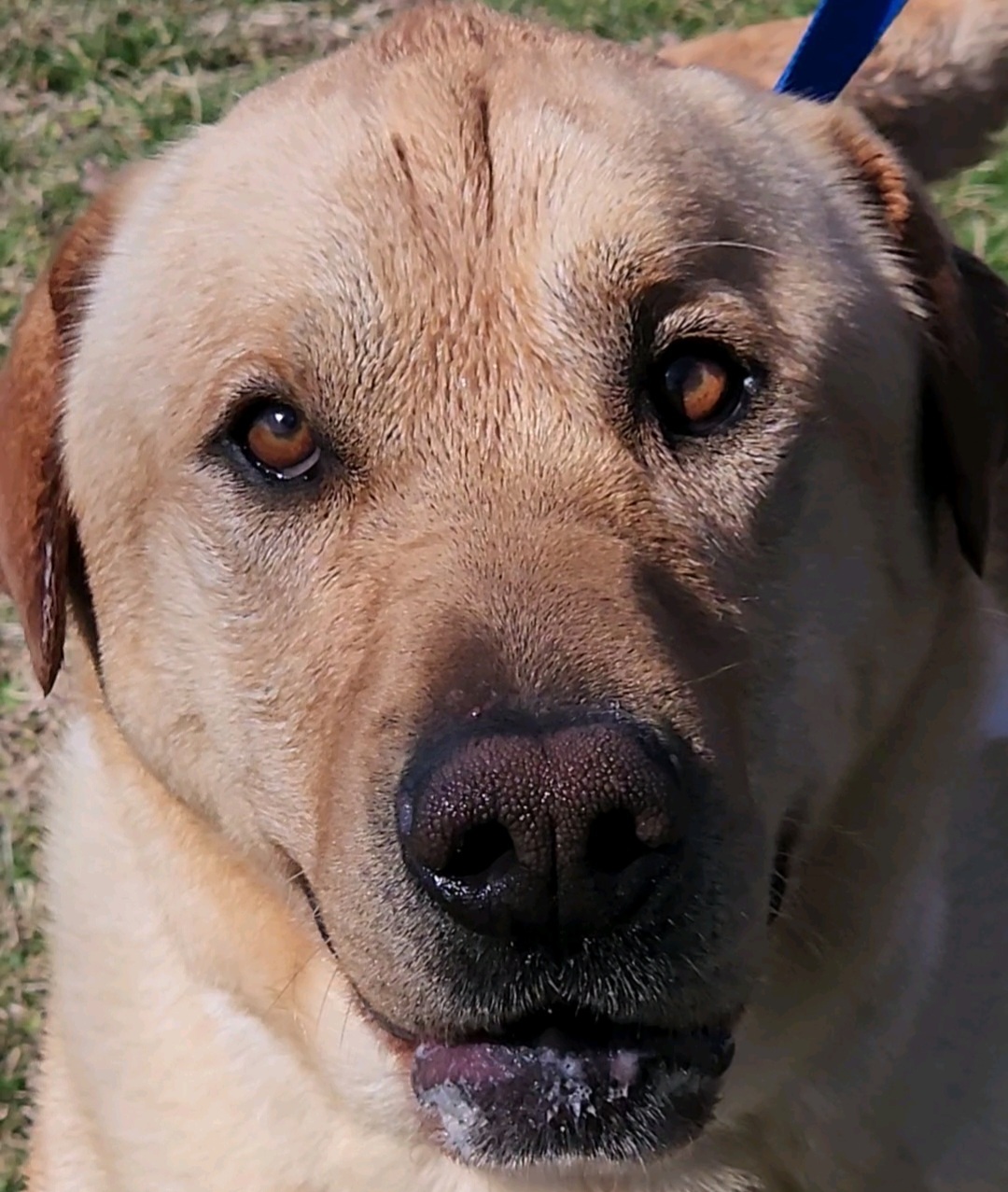 TWEETY BIRD, an adoptable Labrador Retriever in Rogers, AR, 72758 | Photo Image 2