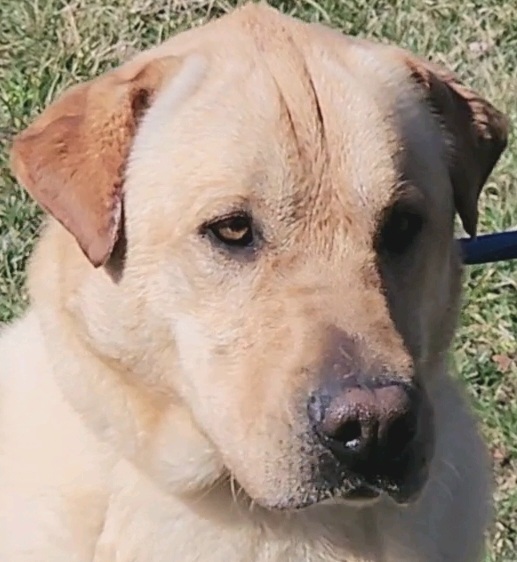 TWEETY BIRD, an adoptable Labrador Retriever in Rogers, AR, 72758 | Photo Image 3