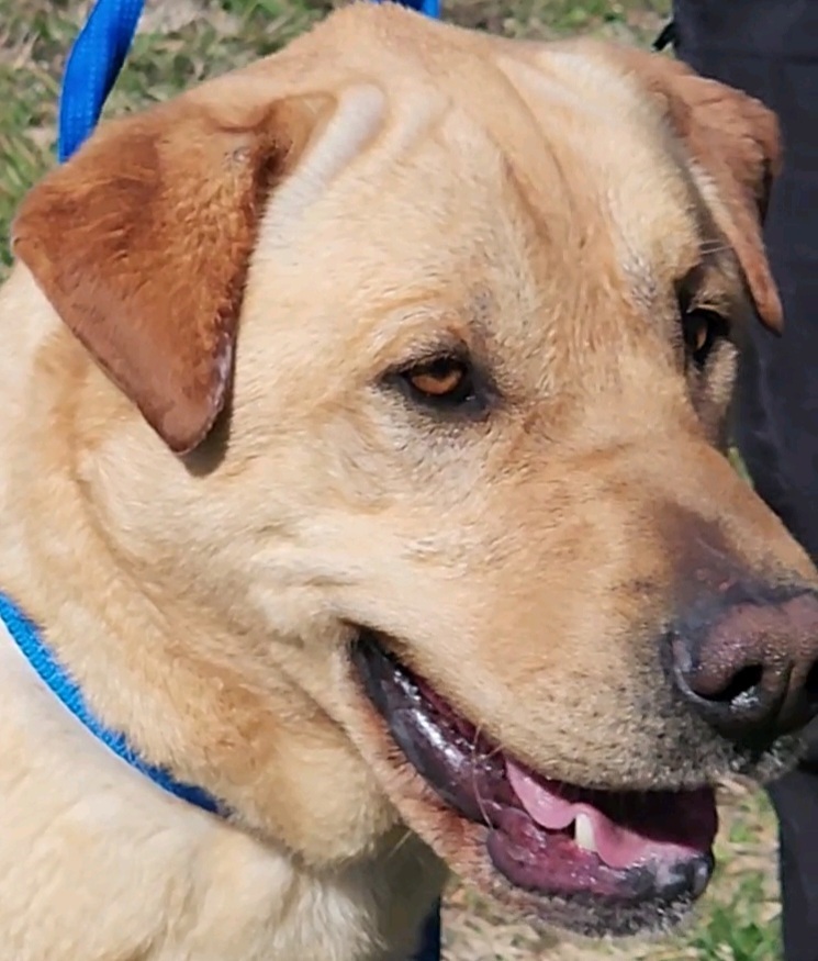 TWEETY BIRD, an adoptable Labrador Retriever in Rogers, AR, 72758 | Photo Image 4