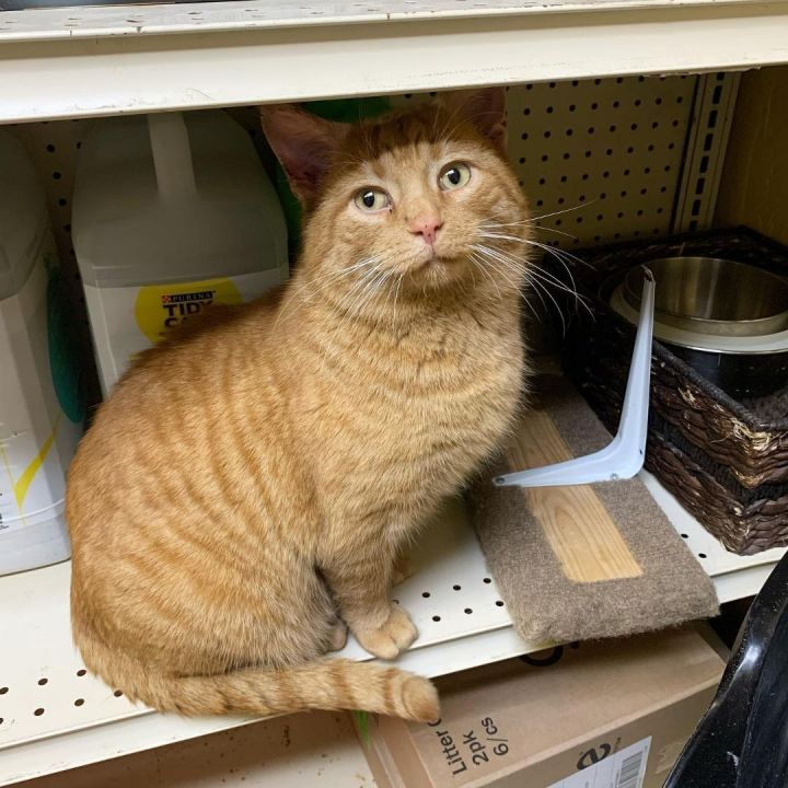 Cat for adoption Peter, a Domestic Short Hair in McDonald, PA Petfinder