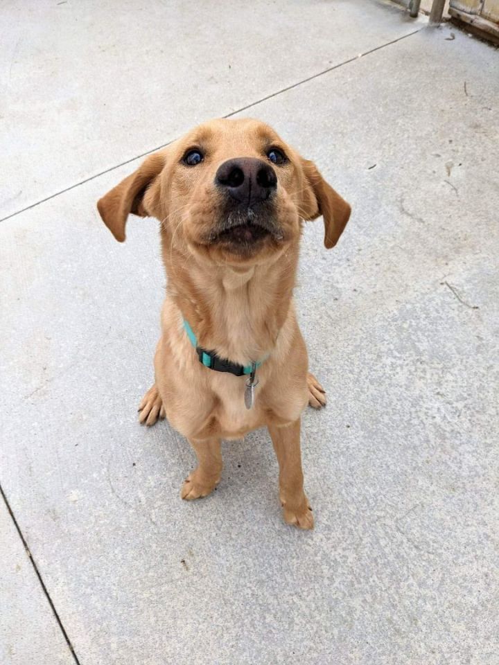 Judge, an adoptable Labrador Retriever Mix in Kalamazoo, MI_image-3