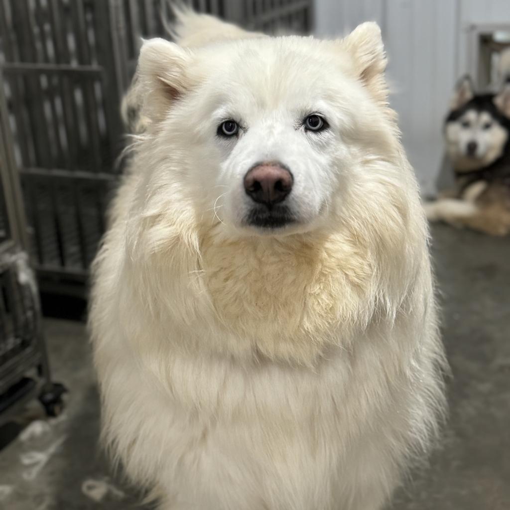 Forney, an adoptable Husky in Eufaula, OK, 74432 | Photo Image 1