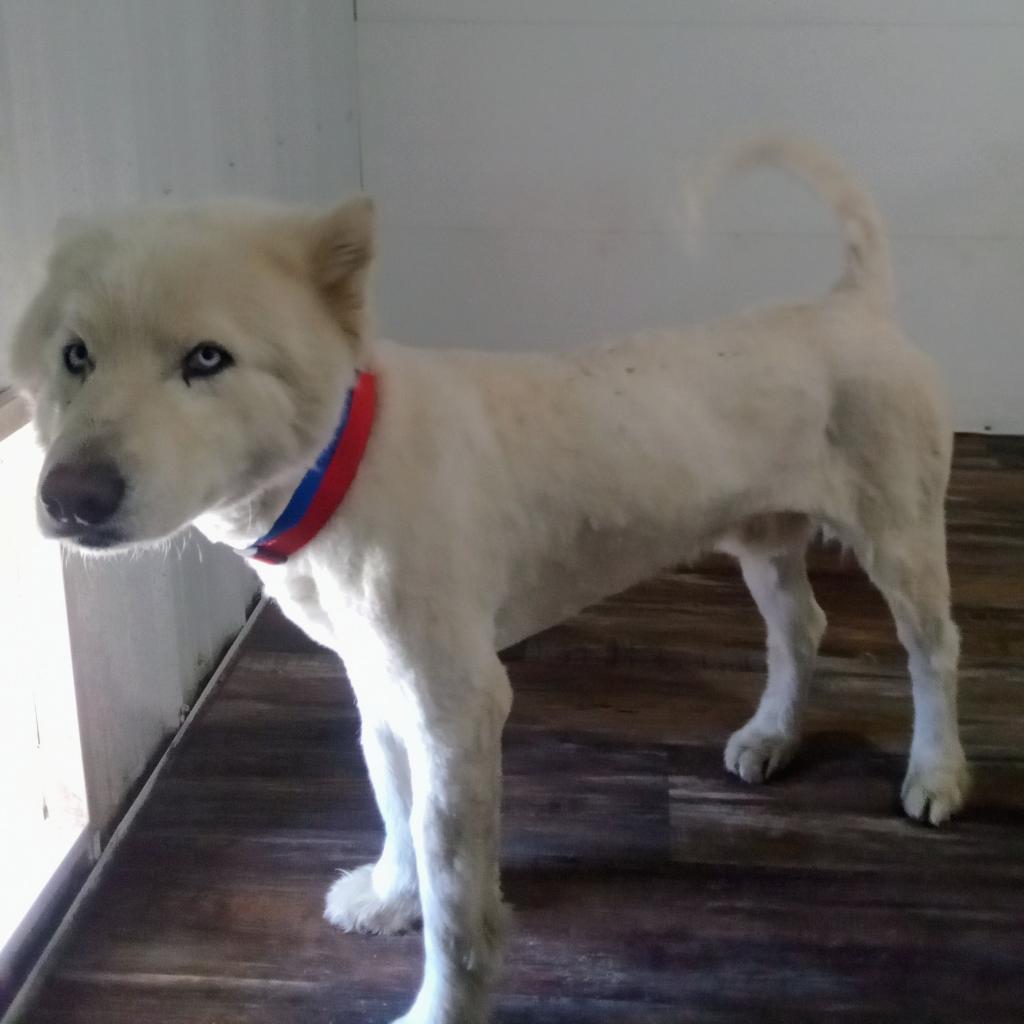 Forney, an adoptable Husky in Eufaula, OK, 74432 | Photo Image 2