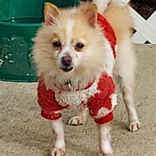 Linus, an adoptable Pomeranian in St. Clairsville, OH, 43950 | Photo Image 2