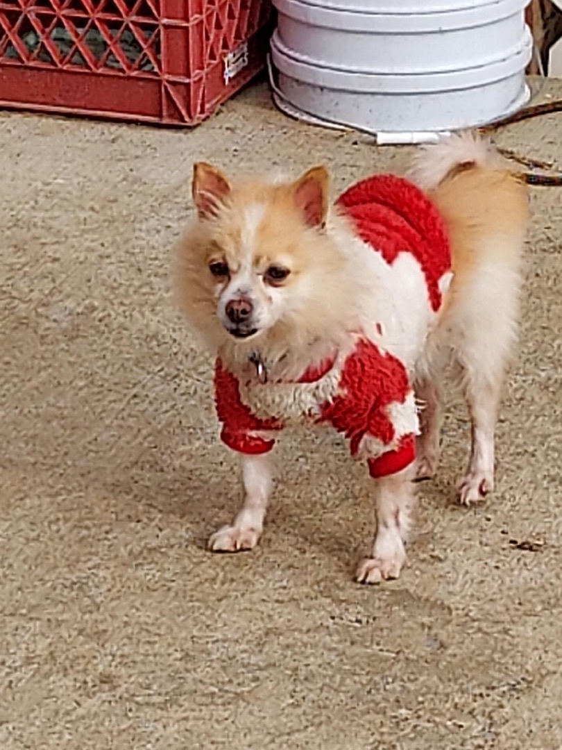 Linus, an adoptable Pomeranian in St. Clairsville, OH, 43950 | Photo Image 3