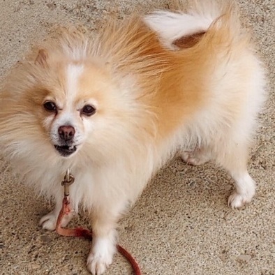 Linus, an adoptable Pomeranian in St. Clairsville, OH, 43950 | Photo Image 1
