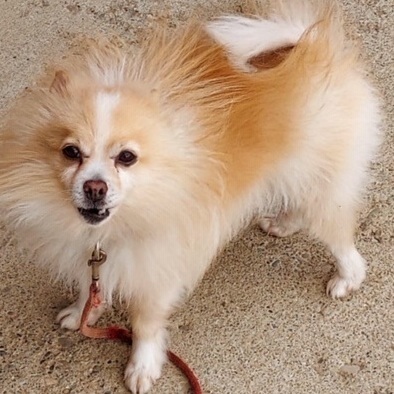 Pomeranian mix for store adoption