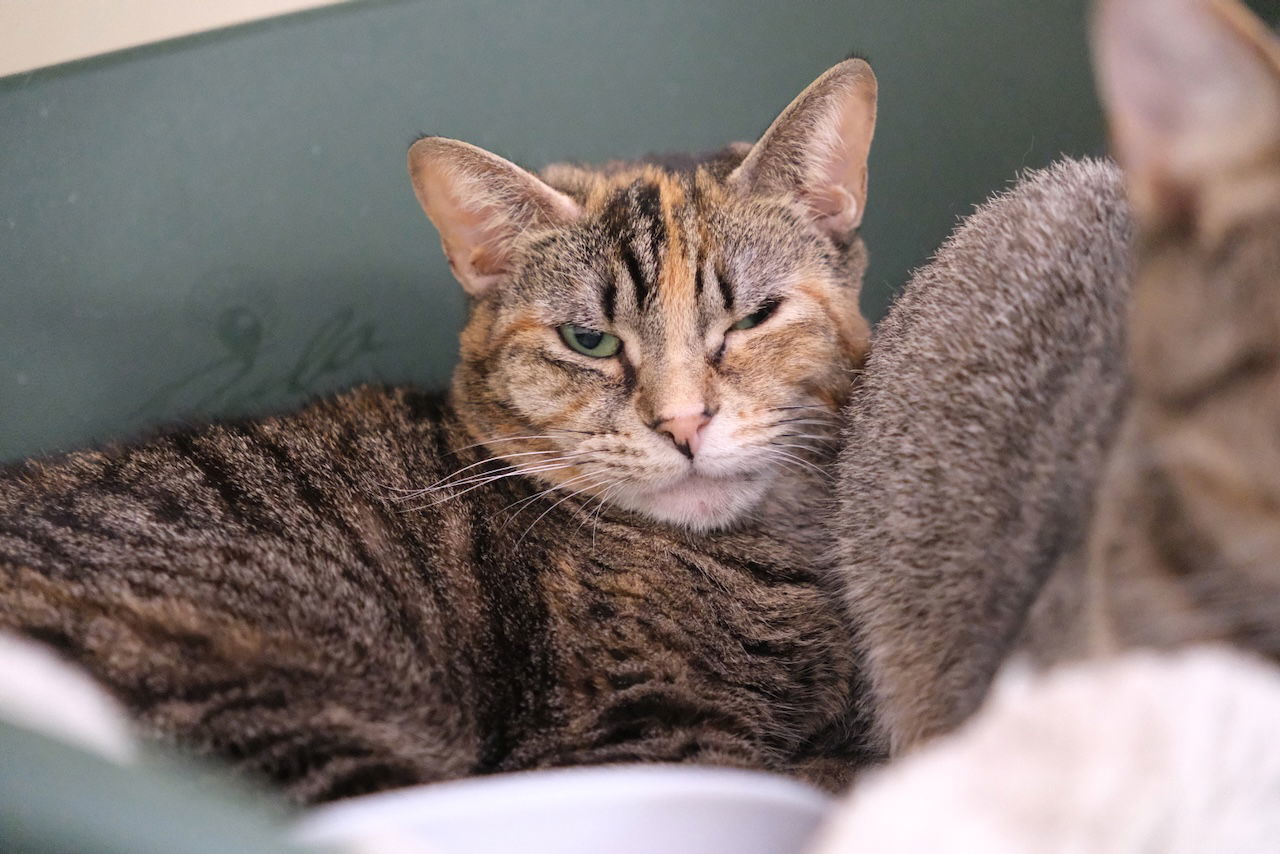 Taffy - - Sponsored by Angela & Mario, an adoptable Domestic Short Hair in Markham, ON, L3R 9A8 | Photo Image 1