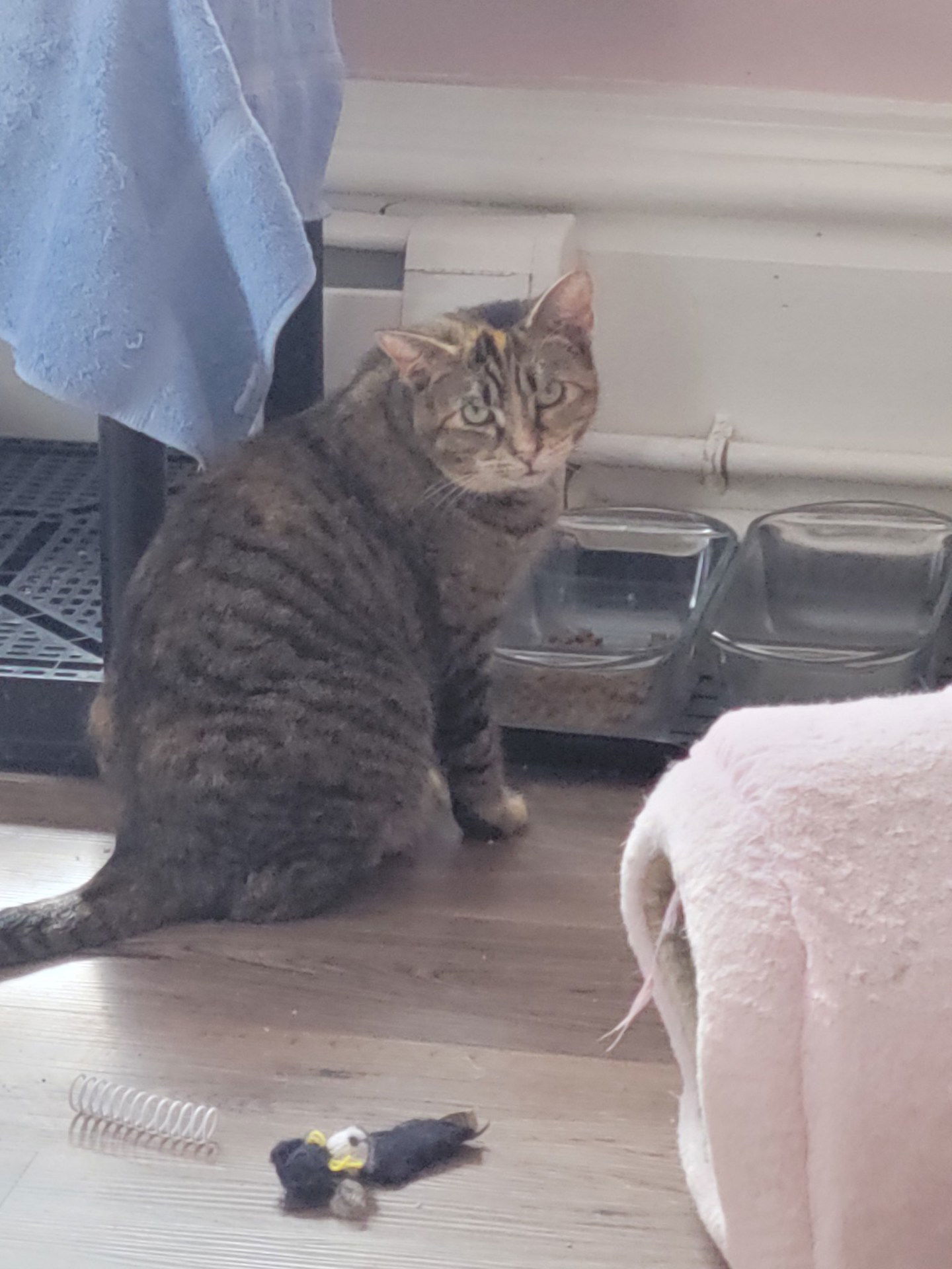 Taffy - - Sponsored by Angela & Mario, an adoptable Domestic Short Hair in Markham, ON, L3R 9A8 | Photo Image 2