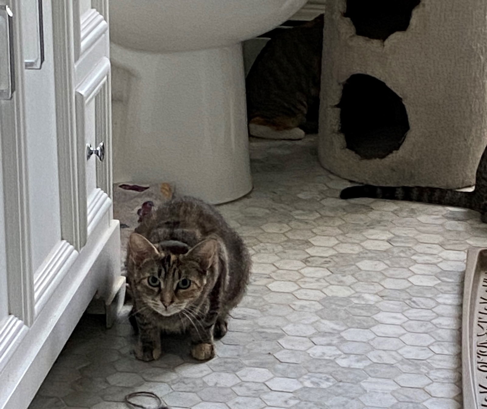 Taffy - - Sponsored by Angela & Mario, an adoptable Domestic Short Hair in Markham, ON, L3R 9A8 | Photo Image 3