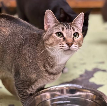 Carla, an adoptable Tabby in Jackson, MS, 39213 | Photo Image 1