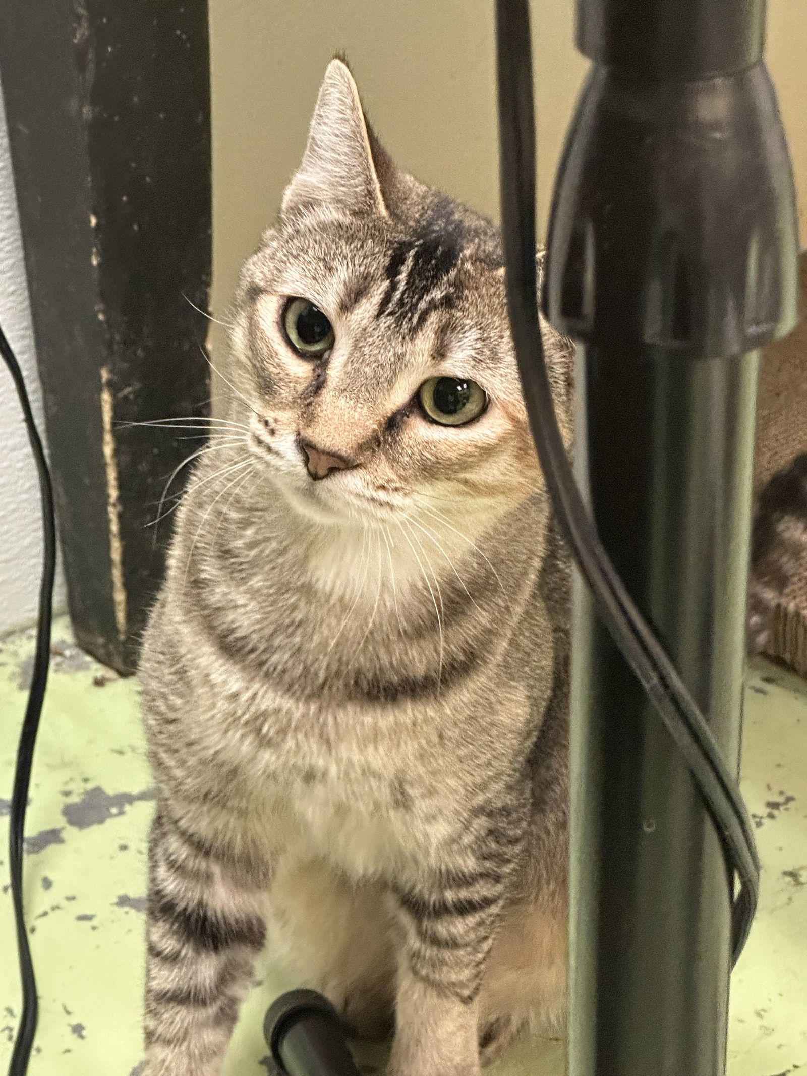 Carla, an adoptable Tabby in Jackson, MS, 39213 | Photo Image 2