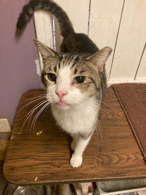 Tip, an adoptable Domestic Short Hair in Jackson, MS, 39213 | Photo Image 1