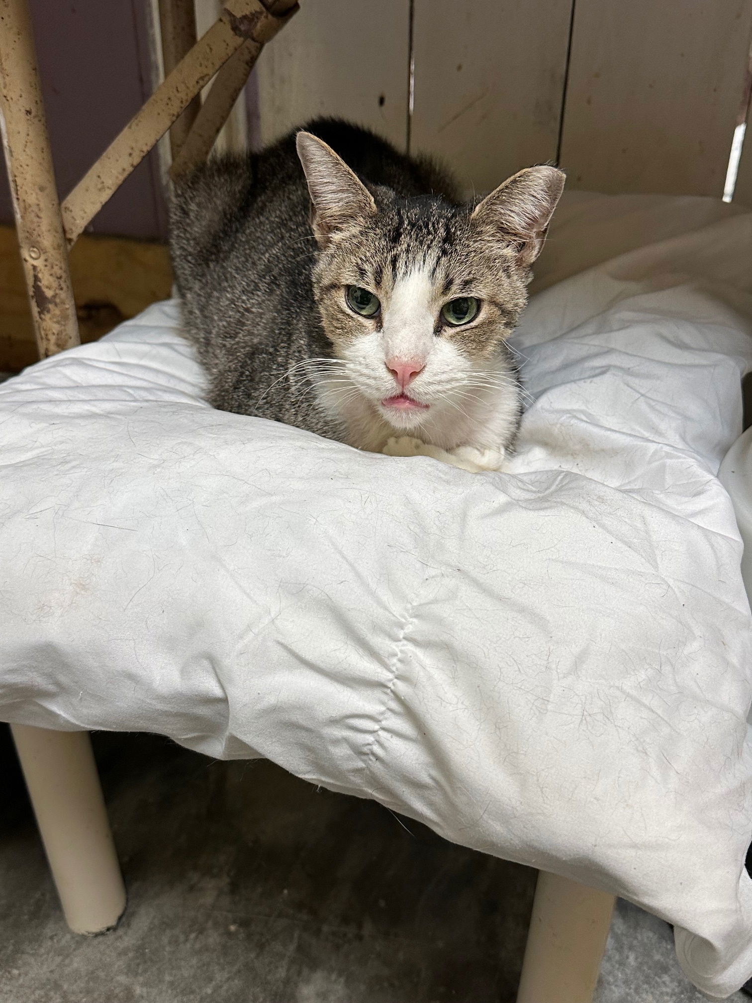 Tip, an adoptable Domestic Short Hair in Jackson, MS, 39213 | Photo Image 2