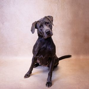 Pen 153c Emmy Labrador Retriever Dog