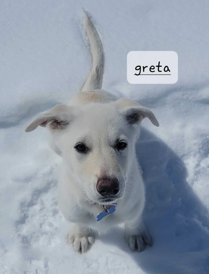 Greta, an adopted German Shepherd Dog Mix in Winter Park, CO_image-1