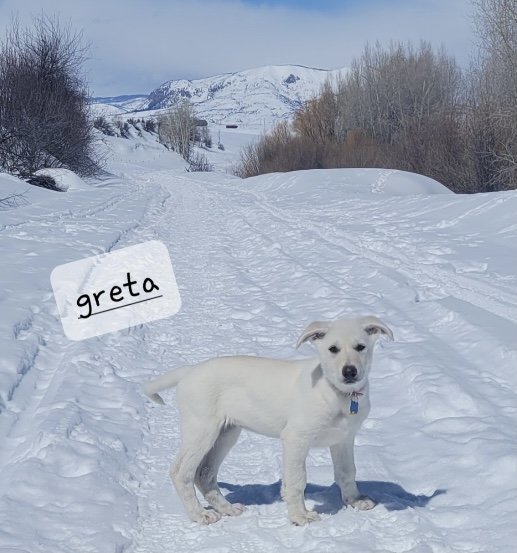 Greta 2