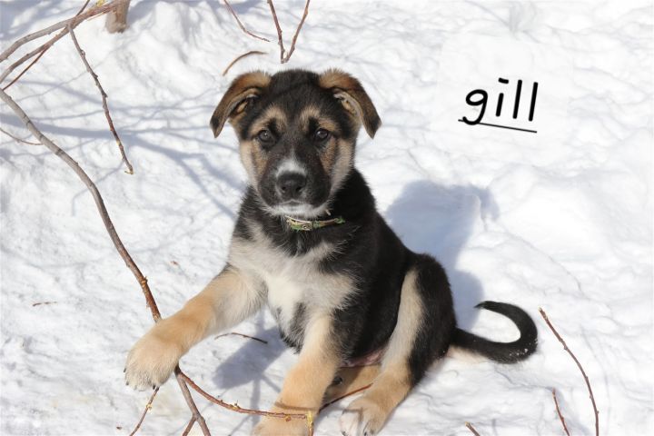 Gill 2