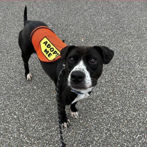 Crash, an adoptable Mixed Breed in Beckley, WV, 25802 | Photo Image 1