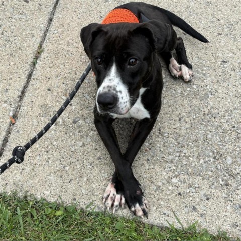 Crash, an adoptable Mixed Breed in Beckley, WV, 25802 | Photo Image 3