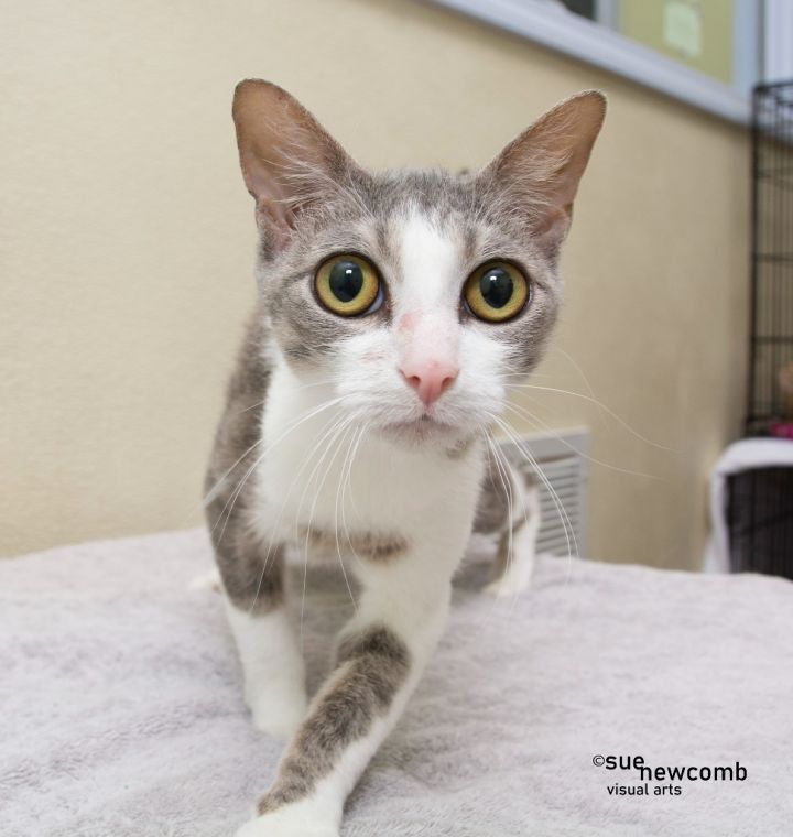 Ladybug / Cricket, an adoptable Domestic Short Hair in Shorewood, IL_image-1