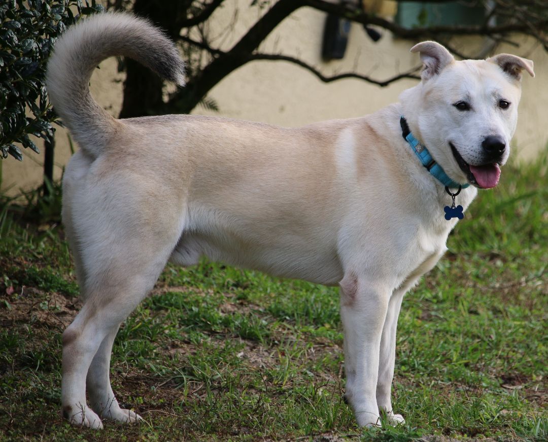 Husky lab mix hot sale size