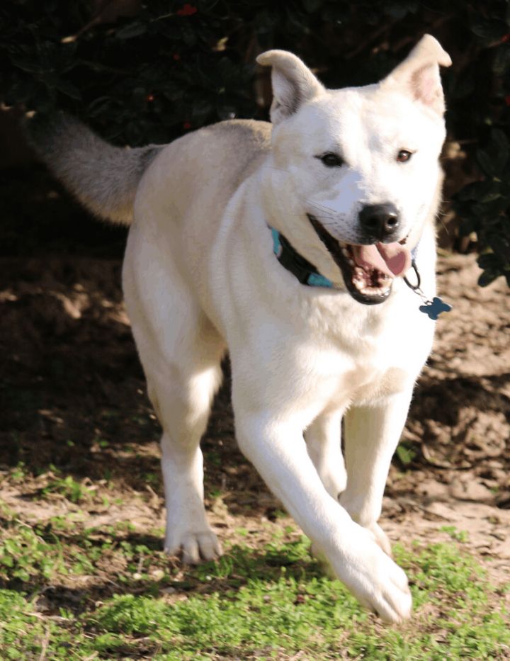 White husky hot sale lab