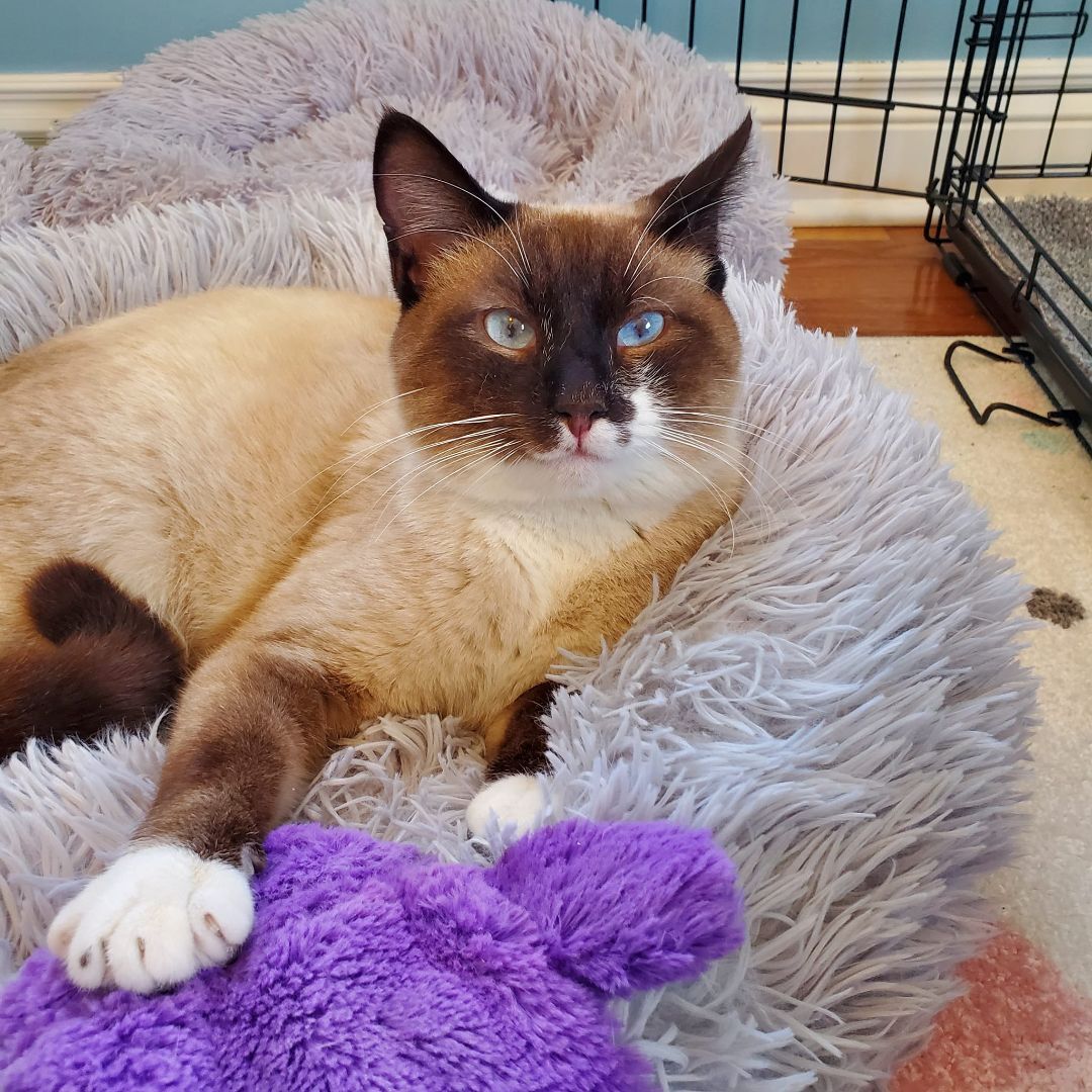 Dill, an adoptable Siamese, Snowshoe in Columbia, MO, 65203 | Photo Image 1