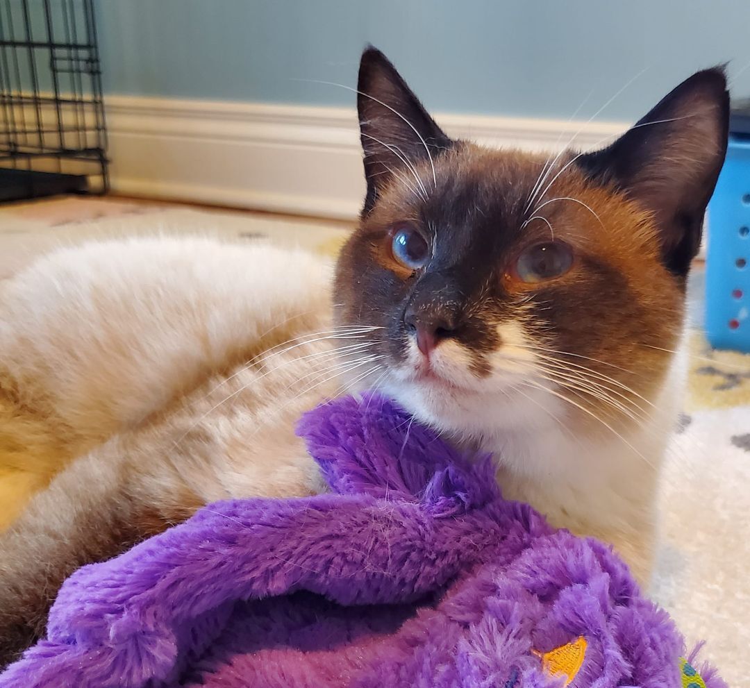 Dill, an adoptable Siamese, Snowshoe in Columbia, MO, 65203 | Photo Image 2
