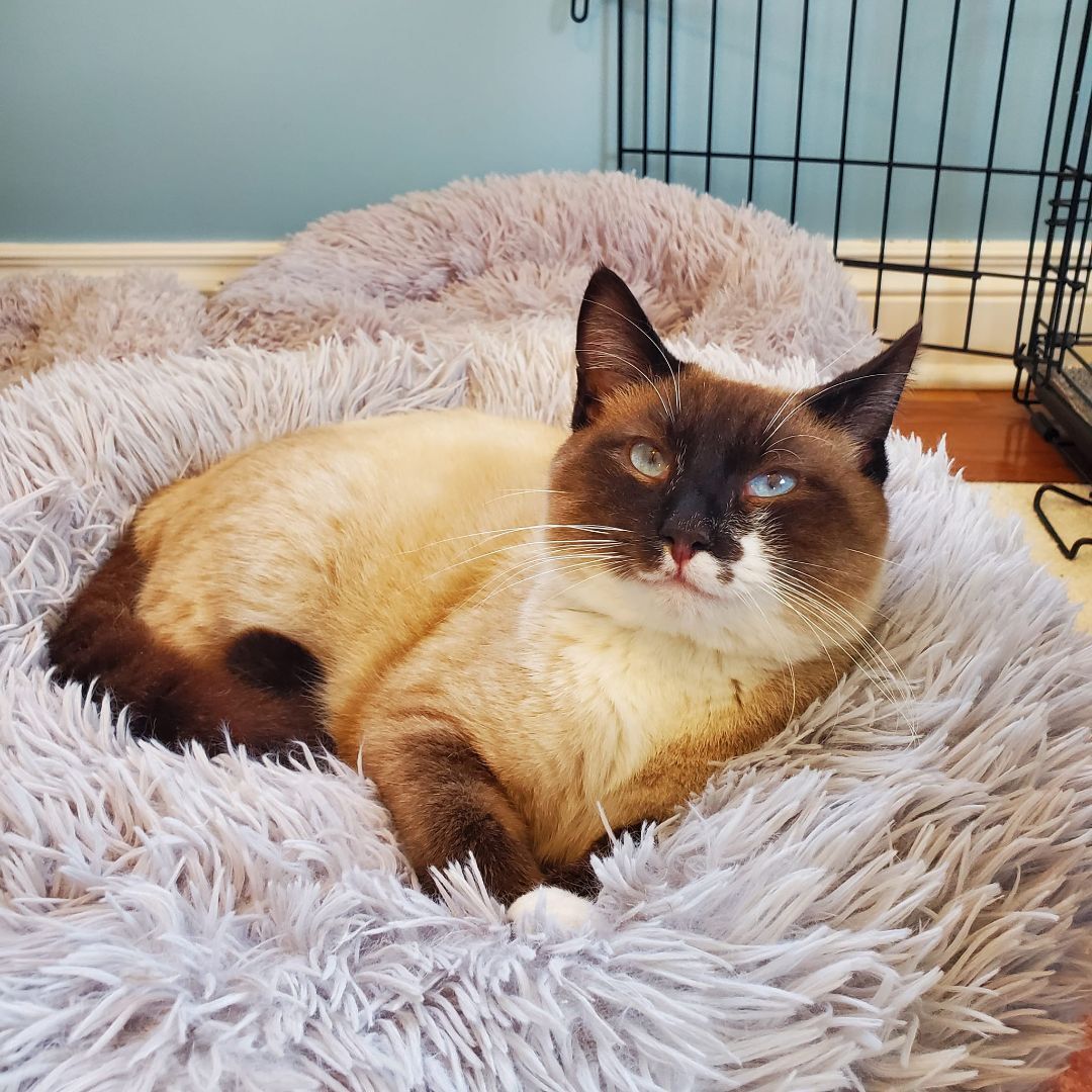Dill, an adoptable Siamese, Snowshoe in Columbia, MO, 65203 | Photo Image 3