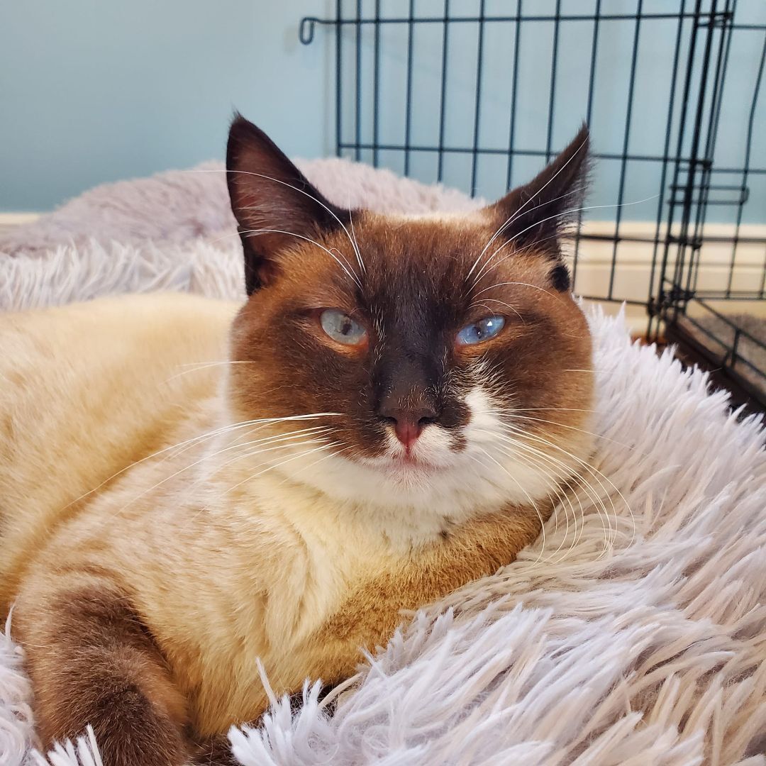 Dill, an adoptable Siamese, Snowshoe in Columbia, MO, 65203 | Photo Image 4