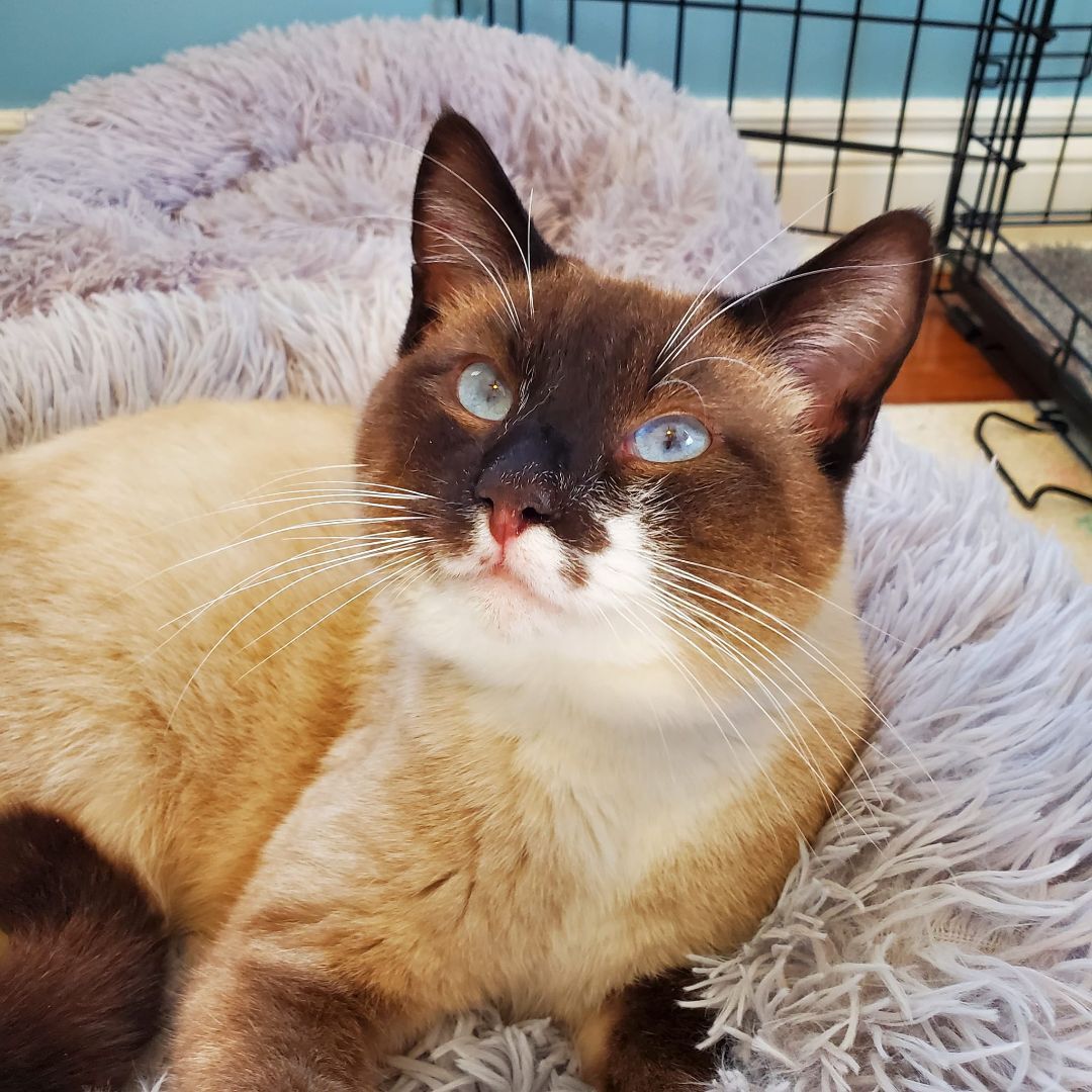 Dill, an adoptable Siamese, Snowshoe in Columbia, MO, 65203 | Photo Image 5