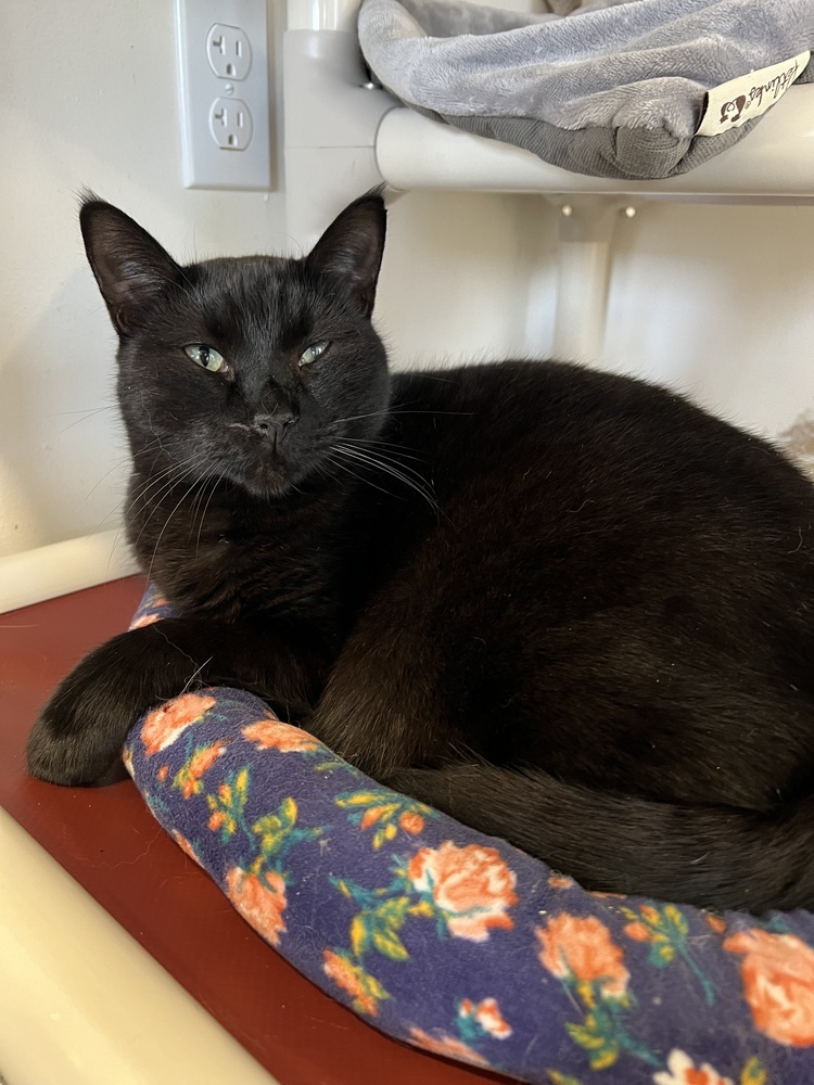 Glasgow, an adoptable Domestic Short Hair in Oakdale, CA, 95361 | Photo Image 3