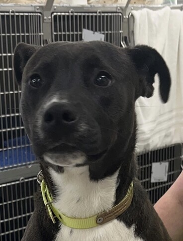 Louis, an adoptable American Bulldog in Dawson, GA, 31742 | Photo Image 1