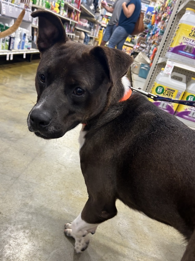 Louis, an adoptable American Bulldog in Dawson, GA, 31742 | Photo Image 1