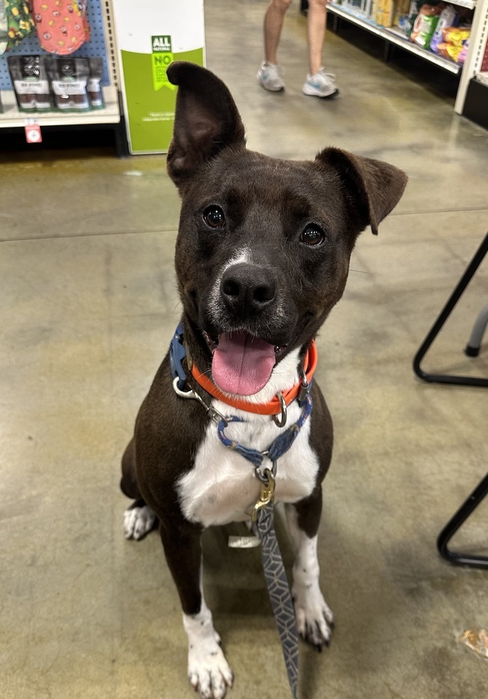 Louis, an adoptable American Bulldog in Dawson, GA, 31742 | Photo Image 1